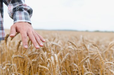 Çiftçi gün batımında altın tarlasında olgunlaşmış buğday kulaklarına dokunarak bereketli bir hasat sağlar.