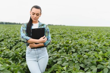 Soya fasulyelerinin büyümesini analiz eden çiftçi, ekili bir alanda not ve veri toplamak için bir pano tutuyor.