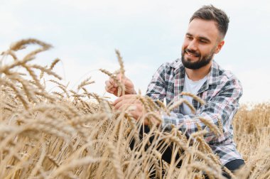 Mutlu çiftçi altın bir tarlada buğday saplarının kalitesini kontrol ederek, verimli bir hasat sağlıyor.