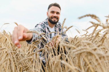 Gülümseyen çiftçi altın bir tarlada olgun buğday kulaklarına dokunuyor, temiz bir gökyüzünün altında hasadının kalitesini kontrol ediyor.