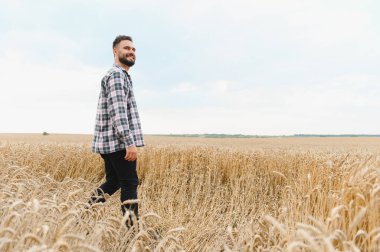 Genç çiftçi ekilmiş altın buğday tarlalarında yürüyor, hasattan önce ekinleri kontrol ediyor, tarımın tadını çıkarıyor.