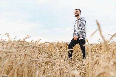 Olgun buğday tarlasında yürüyen genç çiftçi, güneşli bir günde emeğinin meyvelerinin tadını çıkarıyor.