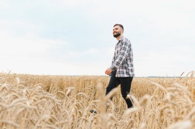 Genç çiftçi parlak güneşin altında altın buğday tarlasında yürüyor, güzel bir günde bereketli bir hasatın tadını çıkarıyor.