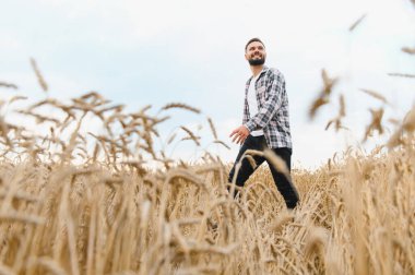 Genç çiftçi güneşli yaz gününde olgun buğday tarlalarında yürüyor, hasat ve tarım başarısının tadını çıkarıyor.
