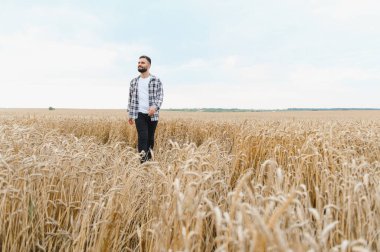 Genç çiftçi parlak güneşin altında altın buğday tarlasında yürüyor, ekinleri inceliyor ve huzurlu kırsal manzaranın tadını çıkarıyor.