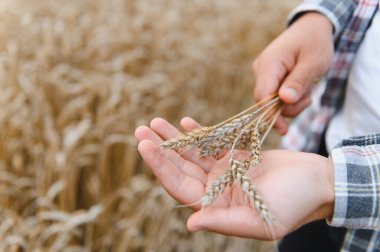 Çiftçilerin ellerini yavaşça altın tarlasında olgun buğday saplarını tutarak hasat, tarım ve gıda üretiminin özünü sergiliyorlar.
