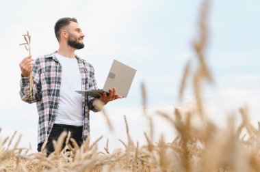 Genç çiftçi elinde buğday kulağı tutarken bir dizüstü bilgisayardaki hasat verilerini incelerken, parlak bir yaz gökyüzünün altında altın bir tarla ile çevriliydi.
