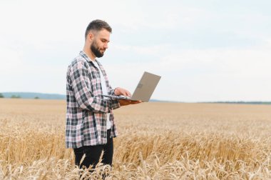 Çiftçi, buğday tarlasında dizüstü bilgisayar kullanıyor. Gelişmiş ürün yönetimi için modern hassas tarım teknikleri uyguluyor.