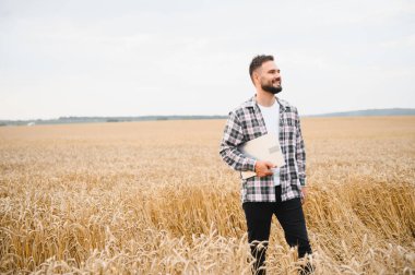 Laptop ile buğday saplarını analiz eden çiftçi tarımsal büyümenin tadını çıkarıyor ve gelecekteki hasadı planlıyor