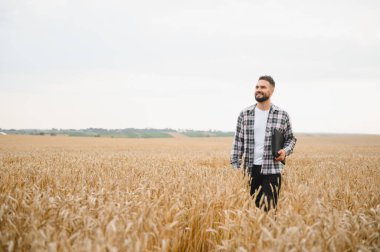 Genç çiftçi altın buğday tarlasında yürüyor, tablet tutuyor ve gülümsüyor, ekinlerini kontrol ediyor.
