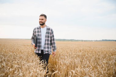 Genç çiftçi altın buğday tarlasında dizüstü bilgisayar tutarak yürüyor, modern teknolojiyi hassas tarım ve sürdürülebilir tarım uygulamaları için kullanıyor.