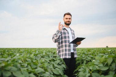 Agronomist elinde pano ve işaret diliyle soya fasulyesi tarlasını incelerken