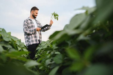 Agronomist elinde bir pano tutuyor ve tarım alanındaki büyüme ve sağlık için soya bitkisini denetliyor.