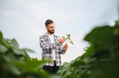 Agronomist tarlada bir soya bitkisini dikkatlice tutuyor ve denetliyor, büyümesini, sağlığını ve genel kalitesini değerlendiriyor.