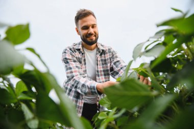Mutlu tarım uzmanları ekili bir tarlada soya bitkilerinin büyümesini denetliyor, sağlıklı ve verimli bir hasat sağlıyor.