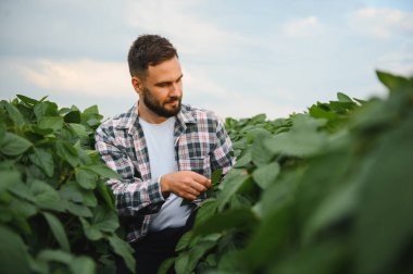 Tarlada yetiştirilen soya fasulyelerinin büyümesini analiz eden tarımcı sağlıklı ekin gelişimini sağlıyordu.