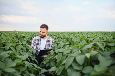 Agronomist, geniş bir tarım alanındaki soya bitkilerinin sağlığını incelerken, başarılı bir hasat garantisi veriyor.