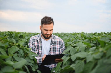 Agronomist, ekili alandaki soya bitkilerini incelerken panoya not alıyor, sağlıklı büyümeyi sağlıyor ve verimi artırıyor.