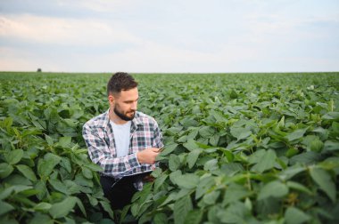Agronomist geniş bir alanda soya bitkilerinin sağlığını analiz ediyor, bir pano tutuyor ve yaprakları inceliyor, başarılı bir hasat sağlıyor.