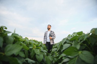 Agronomist elinde tablet, ekilmiş soya tarlasında yürüyor, sağlıklı hasat için bitki yetiştiriyor.