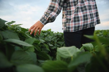 Çiftçi soya yapraklarına hafifçe dokunurken açık bir yaz gökyüzü altında canlı bir tarım tarlasında büyüme ve sağlığı inceliyor.