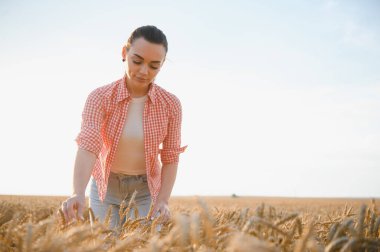 Genç çiftçi kadın gün batımında altın bir tarlada buğday kulaklarının kalitesini kontrol ediyor, cömert bir hasat sağlıyor.