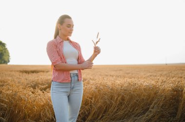 Olgun buğday saplarını inceleyen genç bir kadın çiftçi gün batımında altın bir tarlada emeklerinin meyvelerinin tadını çıkarıyor.