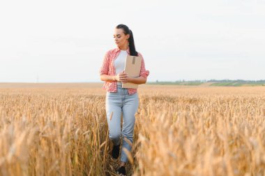 Dişi çiftçi altın buğday tarlasında elinde panoyla yürüyor, gün batımında ekinleri inceliyor.