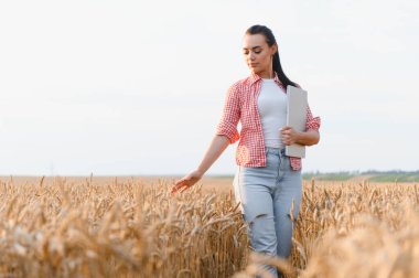 Altın buğday tarlasında yürüyen çiftçi, analiz ve kalite kontrolü için dizüstü bilgisayar kullanıyor, tarımsal teknoloji ve uzmanlık sergiliyor