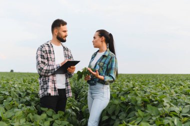 Tarım uzmanları soya fasulyesi tarlasında bitkileri analiz ediyor, notlar alıyor ve tarım araştırmalarında işbirliği yaparken büyüme stratejilerini tartışıyorlar.