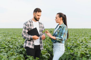 İki çiftçi soya tarlasında dikilip bitkileri inceliyor ve başarılı bir hasat mevsimi için büyüme stratejilerini tartışıyorlar.