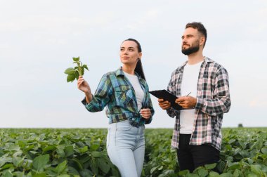 Tarım uzmanları soya fasulyesi bitkilerini analiz ediyor ve bir panoya not alıyor, ekili bir alanda kalite kontrolü yapıyorlar.