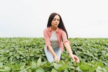 Genç kadın çiftçi, büyük ekili bir tarlada soya fasulyelerinin büyümesini kontrol ederek sağlıklı ve verimli bir hasat sağlıyor.