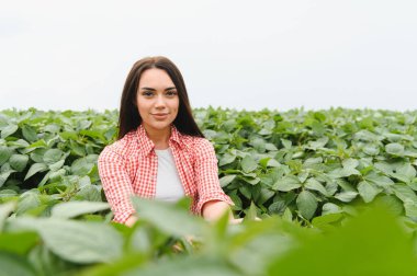 Genç çiftçi kadın, parlak bir yaz gökyüzünün altında canlı bir tarım tarlasında soya fasulyelerinin yemyeşil büyümesini inceliyor.