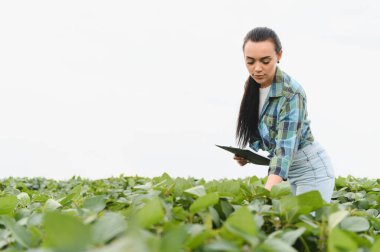 Soya fasulyesi bitkilerini inceleyen ve panoya not alan tarımsal alanda kalite kontrolü yapan kadın tarım uzmanı.