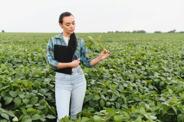 Genç tarımcı elinde bir pano tutuyor ve tarım alanındaki ekilmiş soya bitkilerini inceliyor.