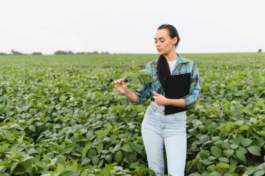 Dişi tarımcı elinde bir pano ile ekili bir tarlada soya bitkisini inceleyerek ekinlerin kalitesini kontrol ediyor.