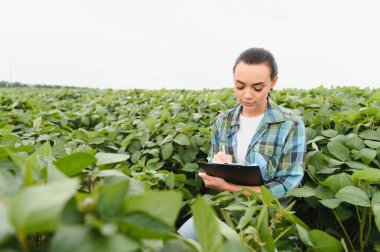 Canlı bir soya fasulyesi tarlasında açık bir gökyüzünün altındaki bir panoya not alırken ekinleri inceleyen kadın tarım mühendisi.