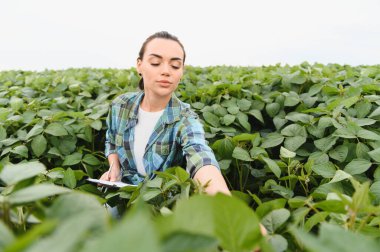 Dişi tarım uzmanı, ekili bir alanda soya bitkilerini incelerken not alıyor, kalite kontrolü ve büyüme değerlendirmesi yapıyor.