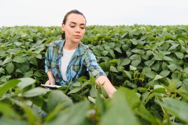 Kadın tarım uzmanı soya fasulyesi tarlasında ekinleri incelerken not alıyor, sağlıklı büyümeyi sağlıyor ve verimi artırıyor.
