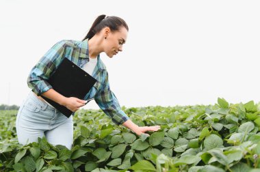 Bir pano tutan tarım mühendisi ve kalem, sağlıklı büyüme ve sürdürülebilir tarım uygulamalarını güvence altına alarak bir tarlada soya fasulyesi mahsulünü denetliyor.