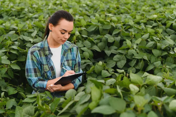 Büyüyen soya ekinlerini inceleyen ve analiz eden dişi tarım uzmanı canlı bir tarladaki bir panoya detaylı notlar alıyor.