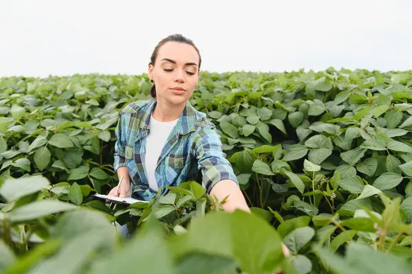 Dişi tarım uzmanı, ekili bir alanda soya bitkilerini incelerken not alıyor, kalite kontrolü ve büyüme değerlendirmesi yapıyor.