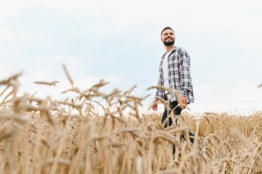 Mutlu çiftçi, parlak bir güneşin altında altın buğday tarlasında neşeyle yürüyor kırsal kesimde bereketli hasat mevsiminin tadını çıkarıyor.