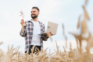 Gülümseyen çiftçi buğday saplarını analiz ediyor ve altın buğday tarlasında veri analizi için dizüstü bilgisayar kullanıyor.