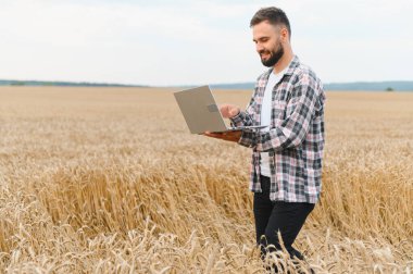 Buğday tarlasında dizüstü bilgisayarda çalışan genç sakallı çiftçi verimli tarım ve hasat kontrolü için modern teknoloji uyguluyor.