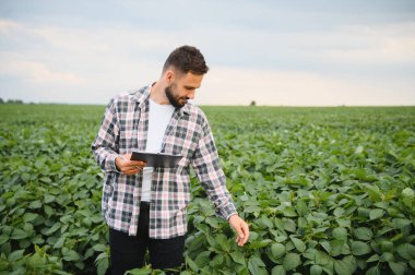 Agronomist elinde bir pano ile ekili soya bitkilerini denetliyor, sağlıklı bir büyüme sağlıyor ve verimi en üst düzeye çıkarıyor.