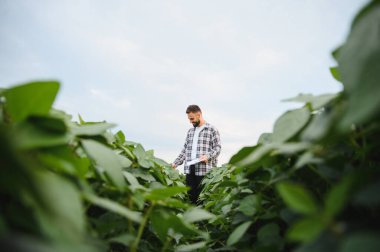 Tarım alanındaki soya bitkilerinin büyümesini analiz eden tarımcı, belgeleri tutuyor ve mahsulleri denetliyor.