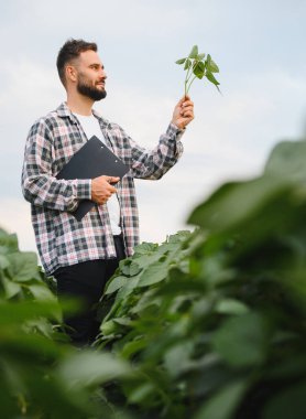 Agronomist bir soya bitkisini incelerken bir panoya not alıyor, parlak bir yaz gökyüzünün altında ekilmiş bir tarlada duruyor.
