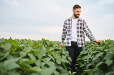 Tarladaki soya bitkilerini inceleyen tarımcı, ürün sağlığını güvence altına alıyor ve optimum üretim ve kalite için büyümeyi izliyor